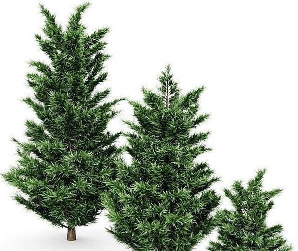Leyland Cypress Tree Cupressocyparis leylandii  3D model