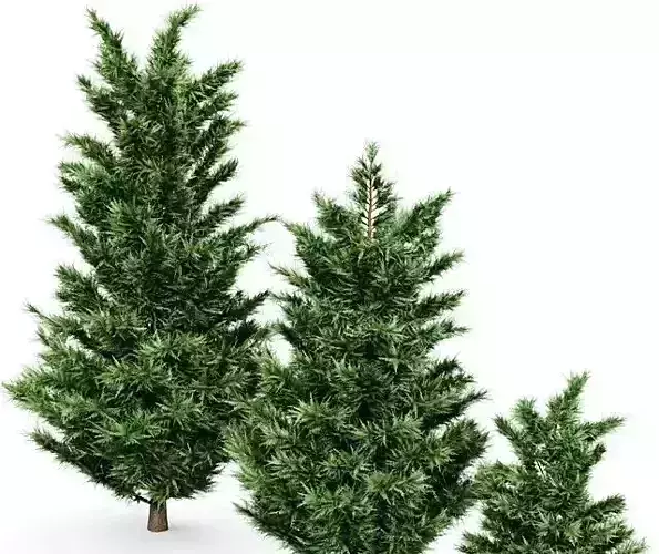 Leyland Cypress Tree Cupressocyparis leylandii  3D model