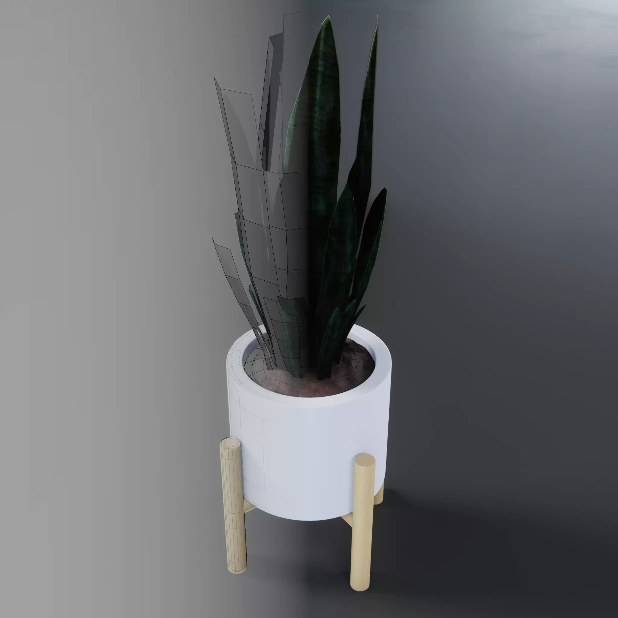 Sansevieria guineensis - Sword of Ogum Free 3D model