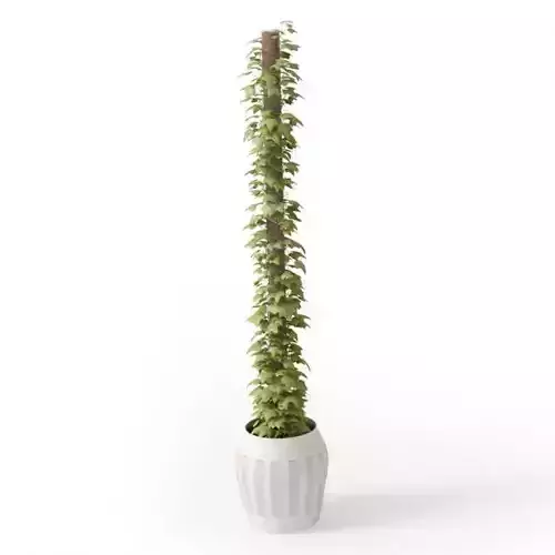 Potted Leaf Plant On A Column