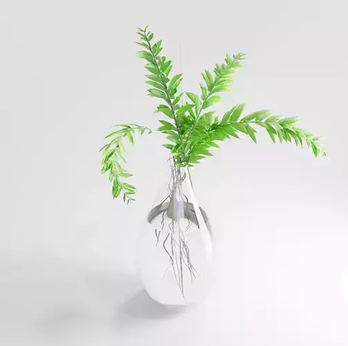 plant in a vase