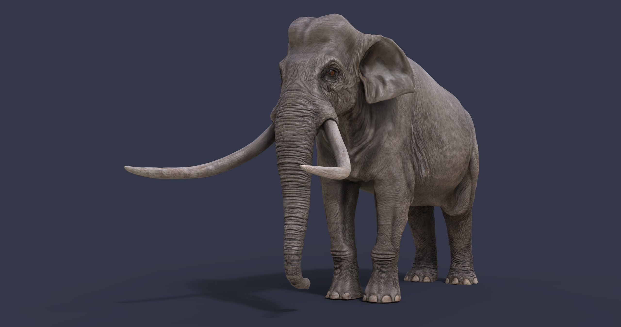 Palaeoloxodon antiquus Low-poly 3D model_2