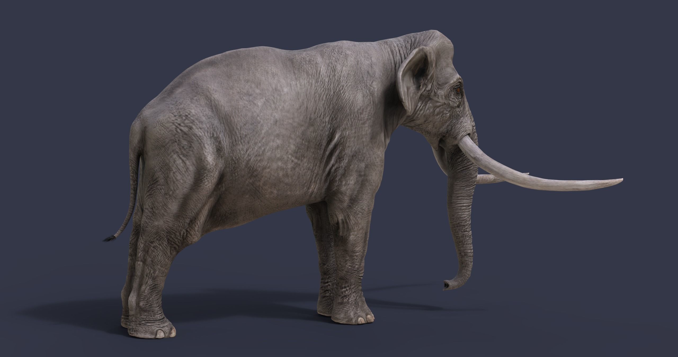 Palaeoloxodon antiquus Low-poly 3D model_6