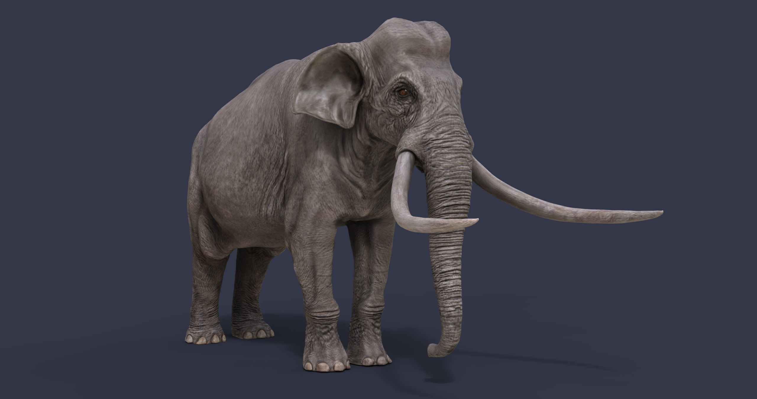 Palaeoloxodon antiquus Low-poly 3D model_3