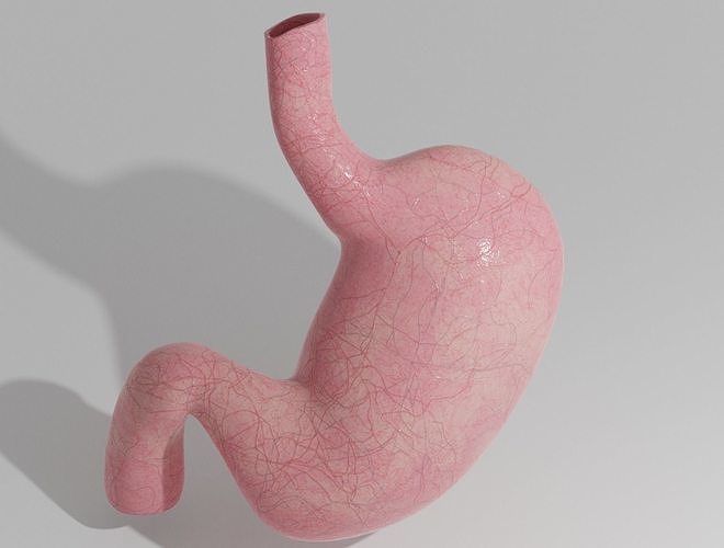 STOMACH 3D model