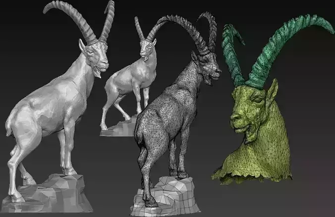ibex  steinbock 3D model