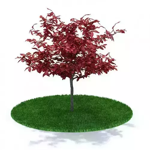 Tree With Red Leaves