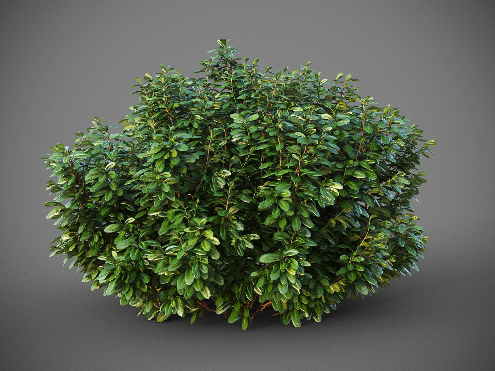 XfrogPlants HDPlants 2 3D model_8