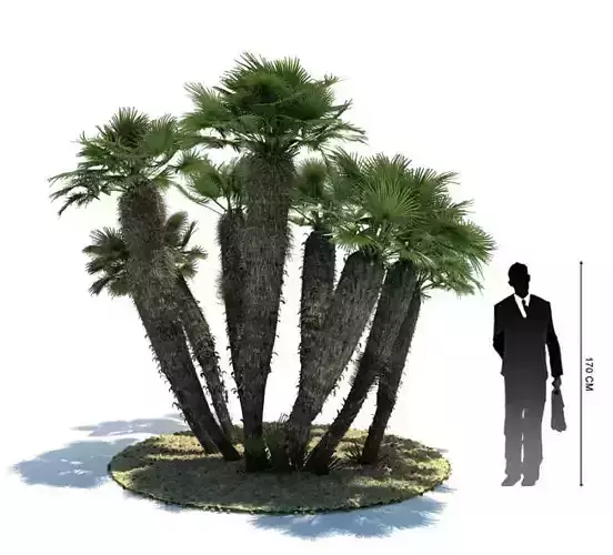 Exotic Palm Tree   Chamaerops Humilis