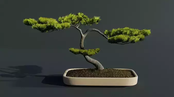 Bonsai Tree Juniper 3D model