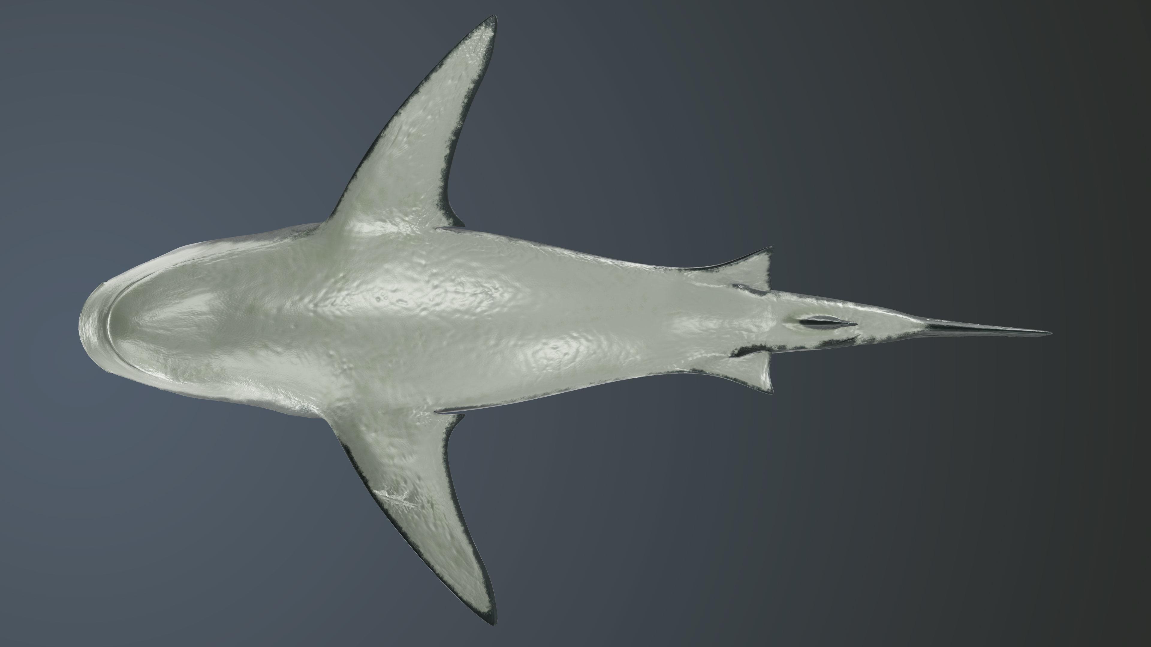 Tiger Shark Low-poly 3D model Low-poly 3D model_5
