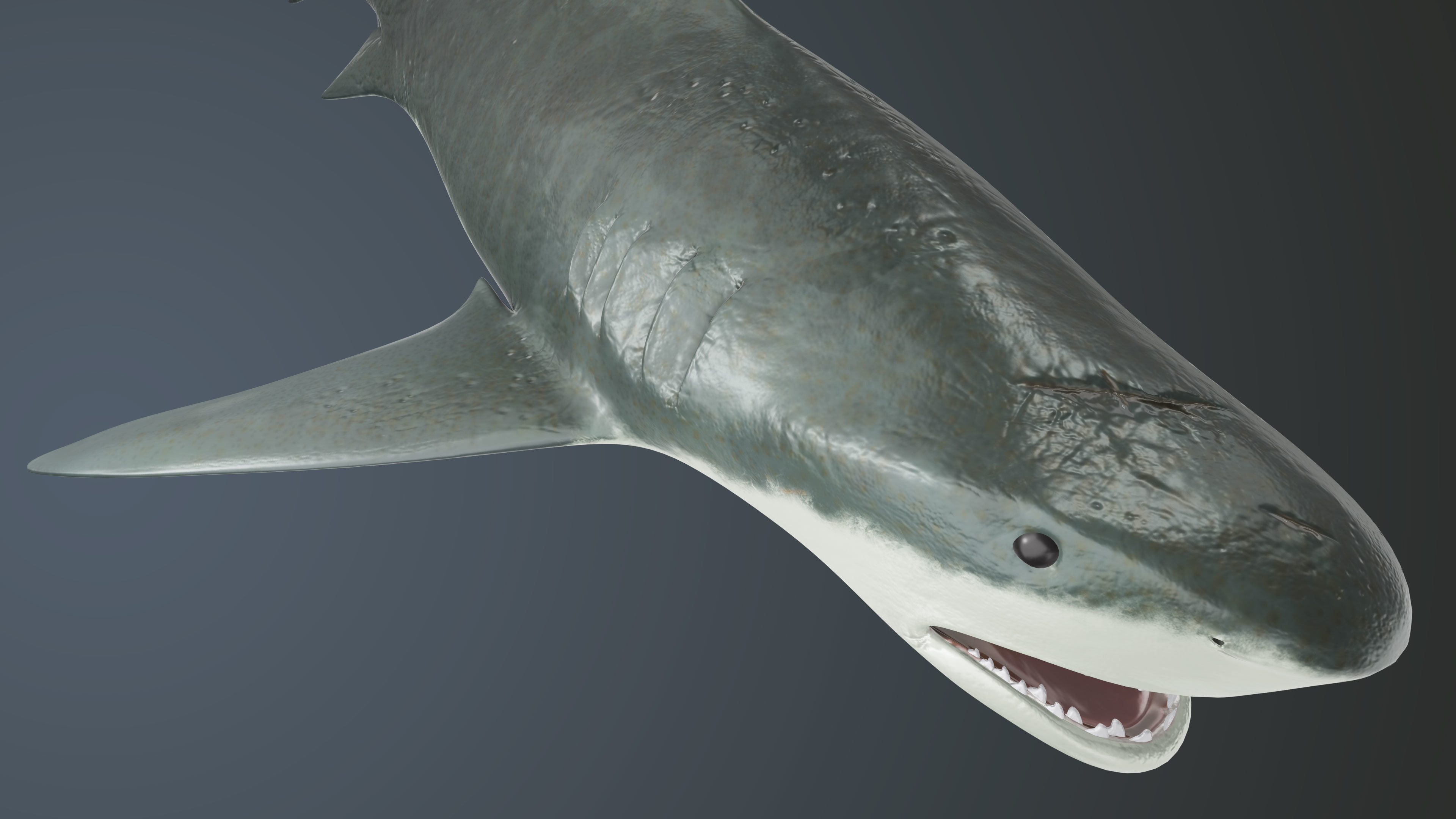 Tiger Shark Low-poly 3D model Low-poly 3D model_6