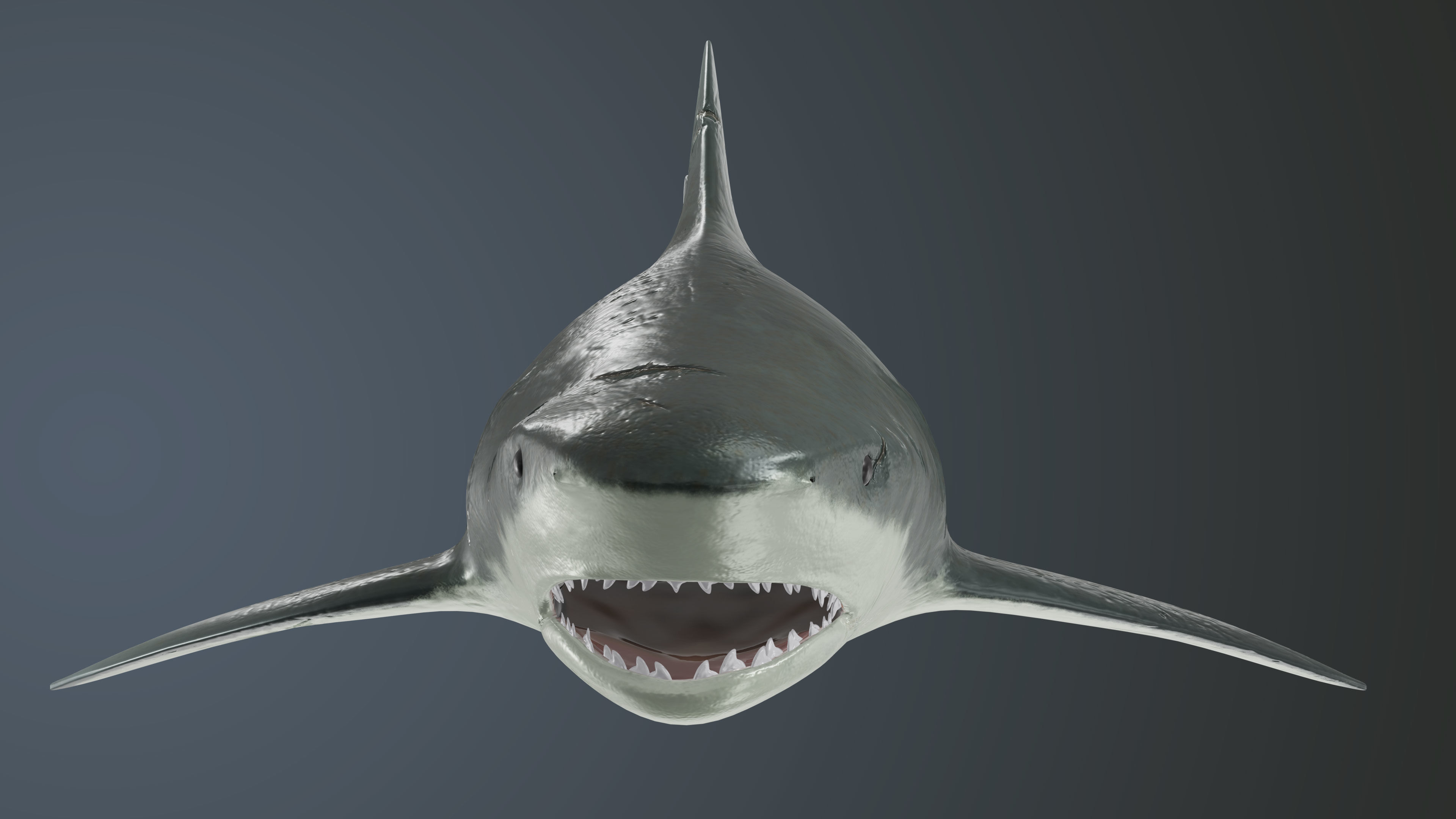 Tiger Shark Low-poly 3D model Low-poly 3D model_3