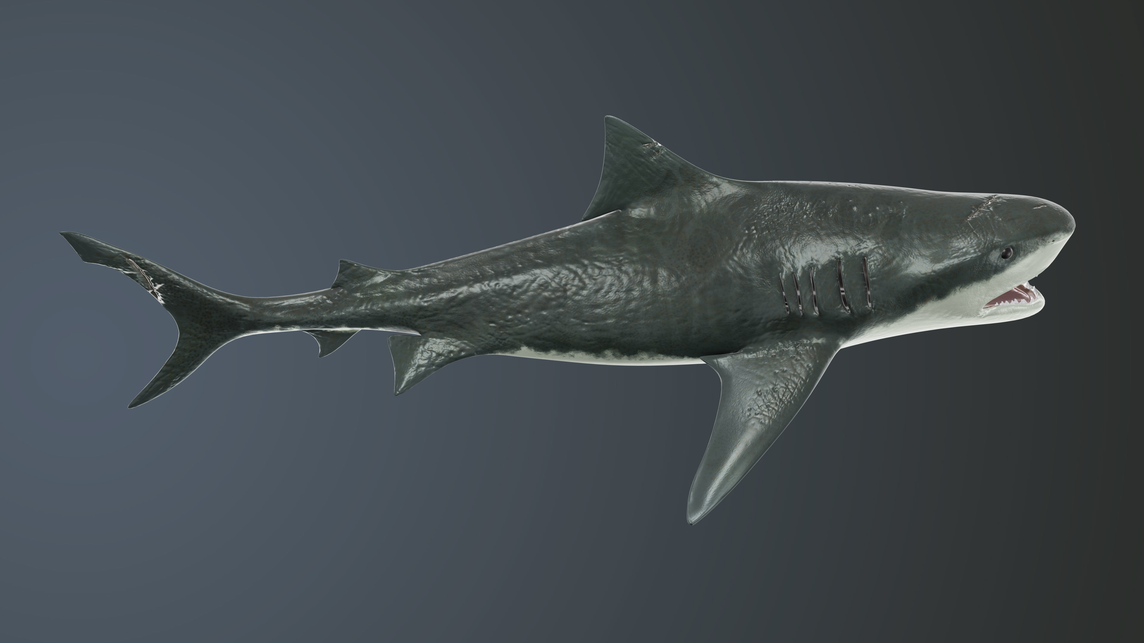 Tiger Shark Low-poly 3D model Low-poly 3D model_2