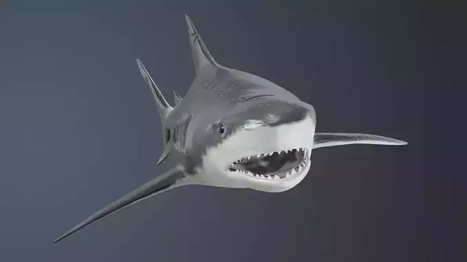 Tiger Shark Low-poly 3D model