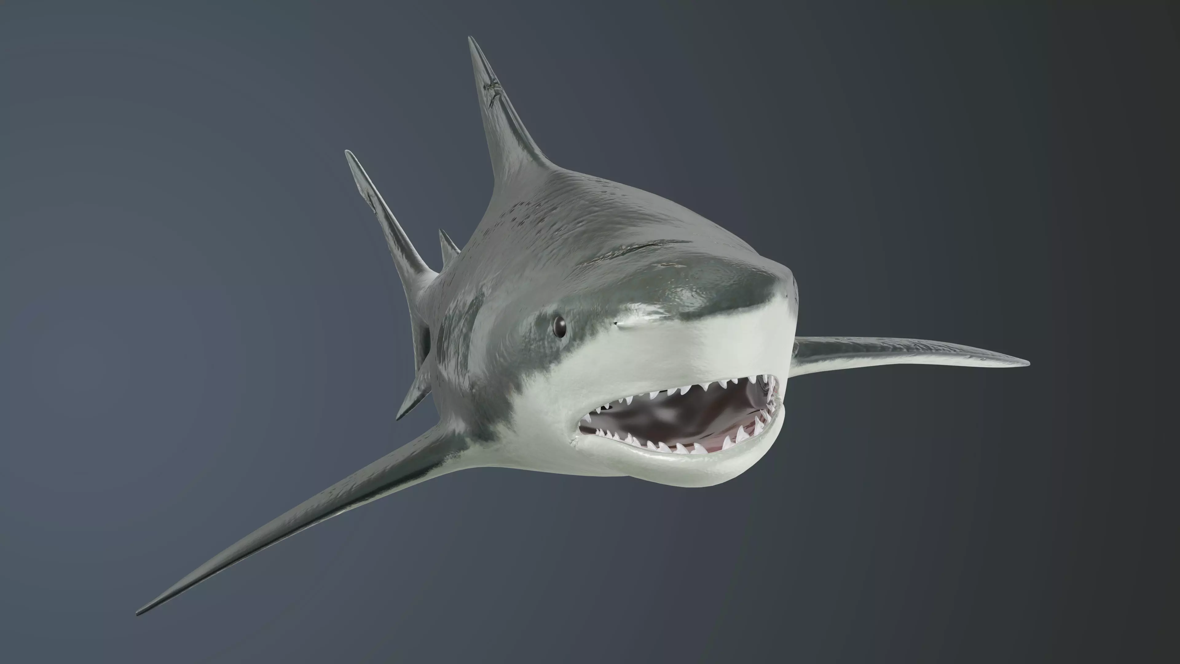 Tiger Shark Low-poly 3D model Low-poly 3D model_0