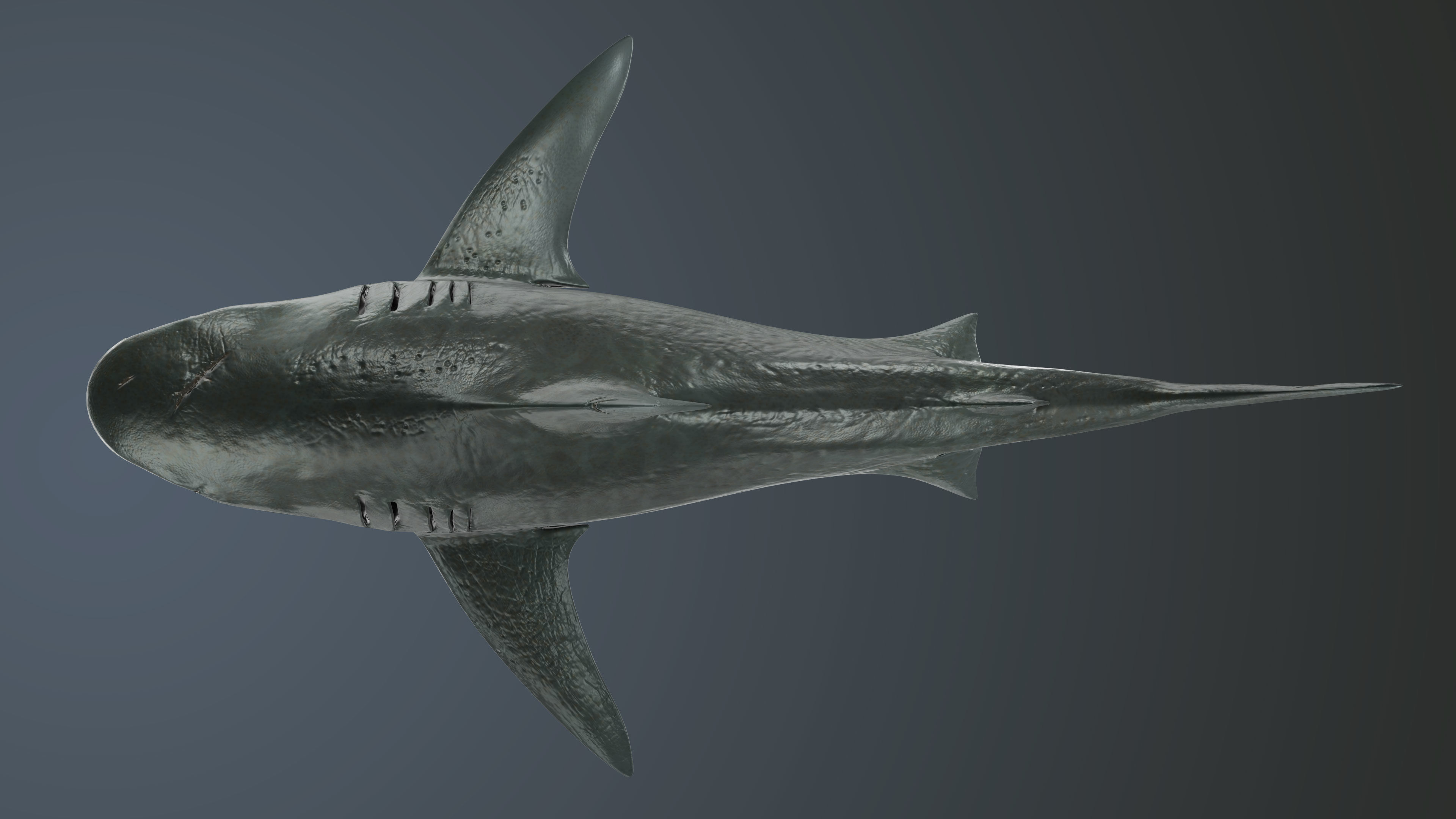 Tiger Shark Low-poly 3D model Low-poly 3D model_4