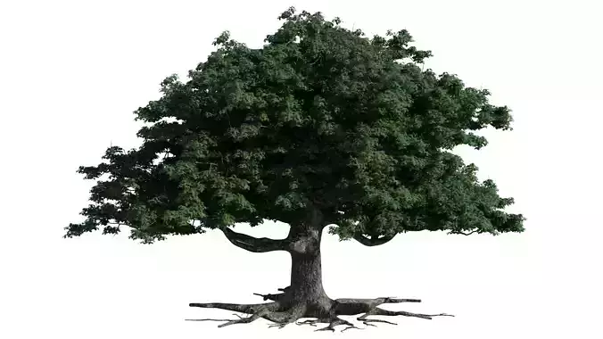 Oak Tree 3D model