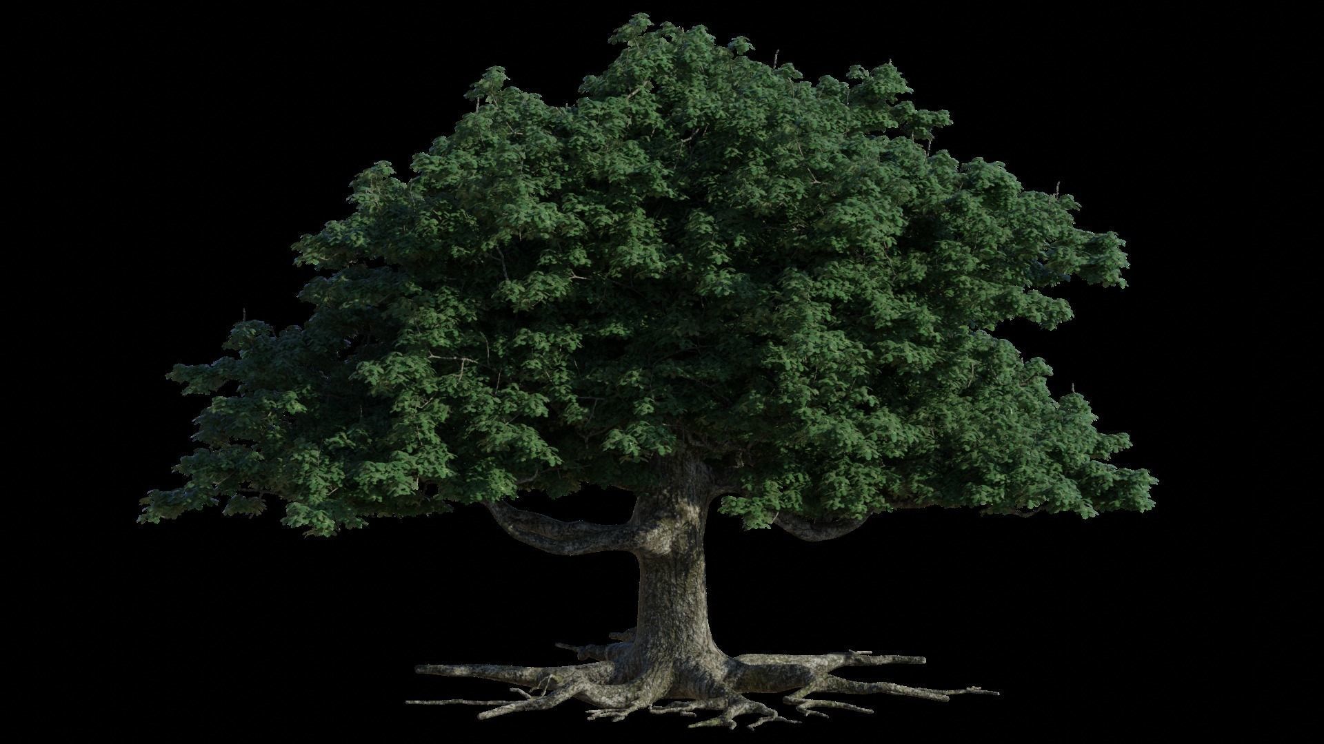 Oak Tree 3D model | CGTrader