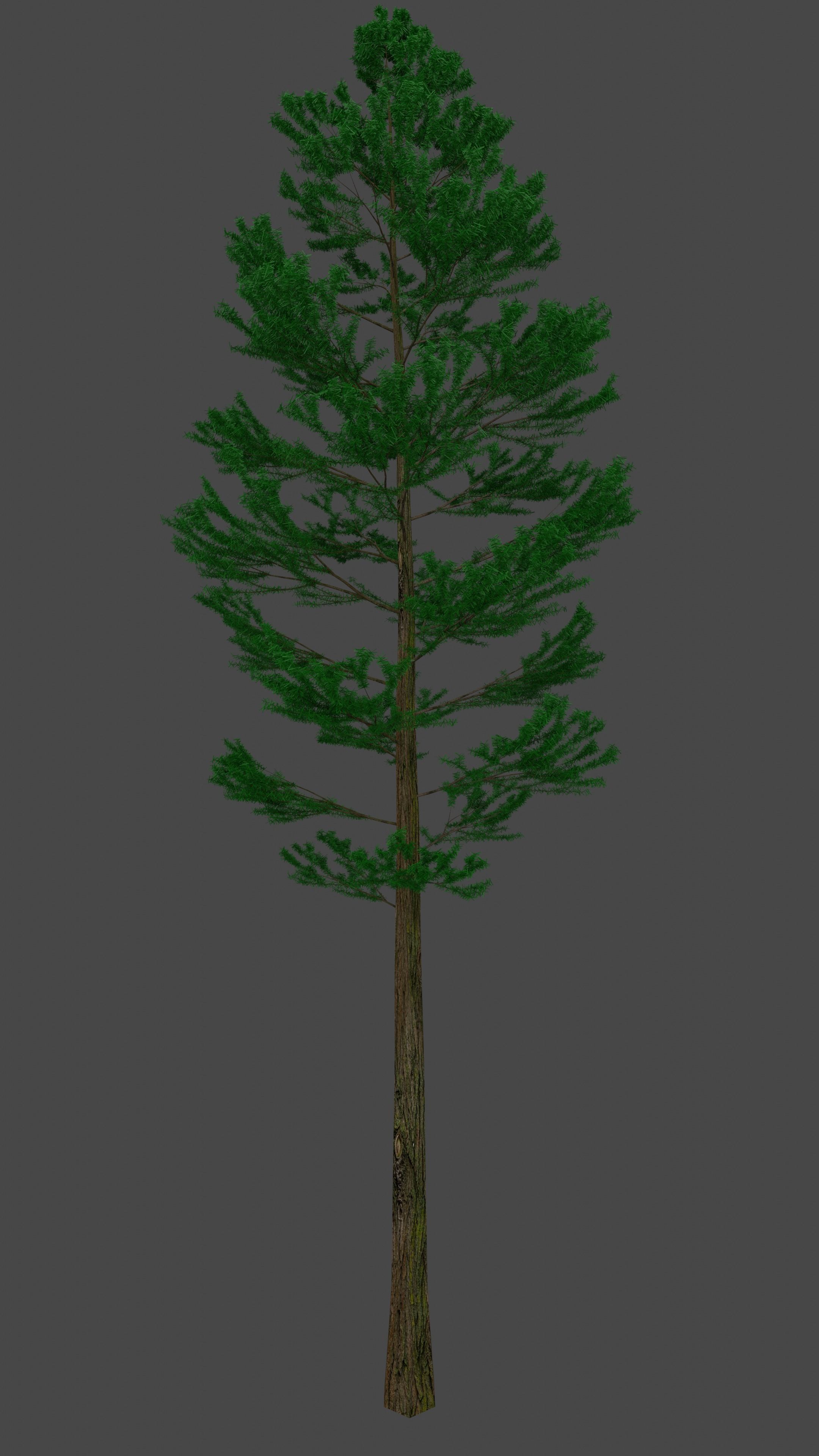 Pine Tree Free 3D model_3