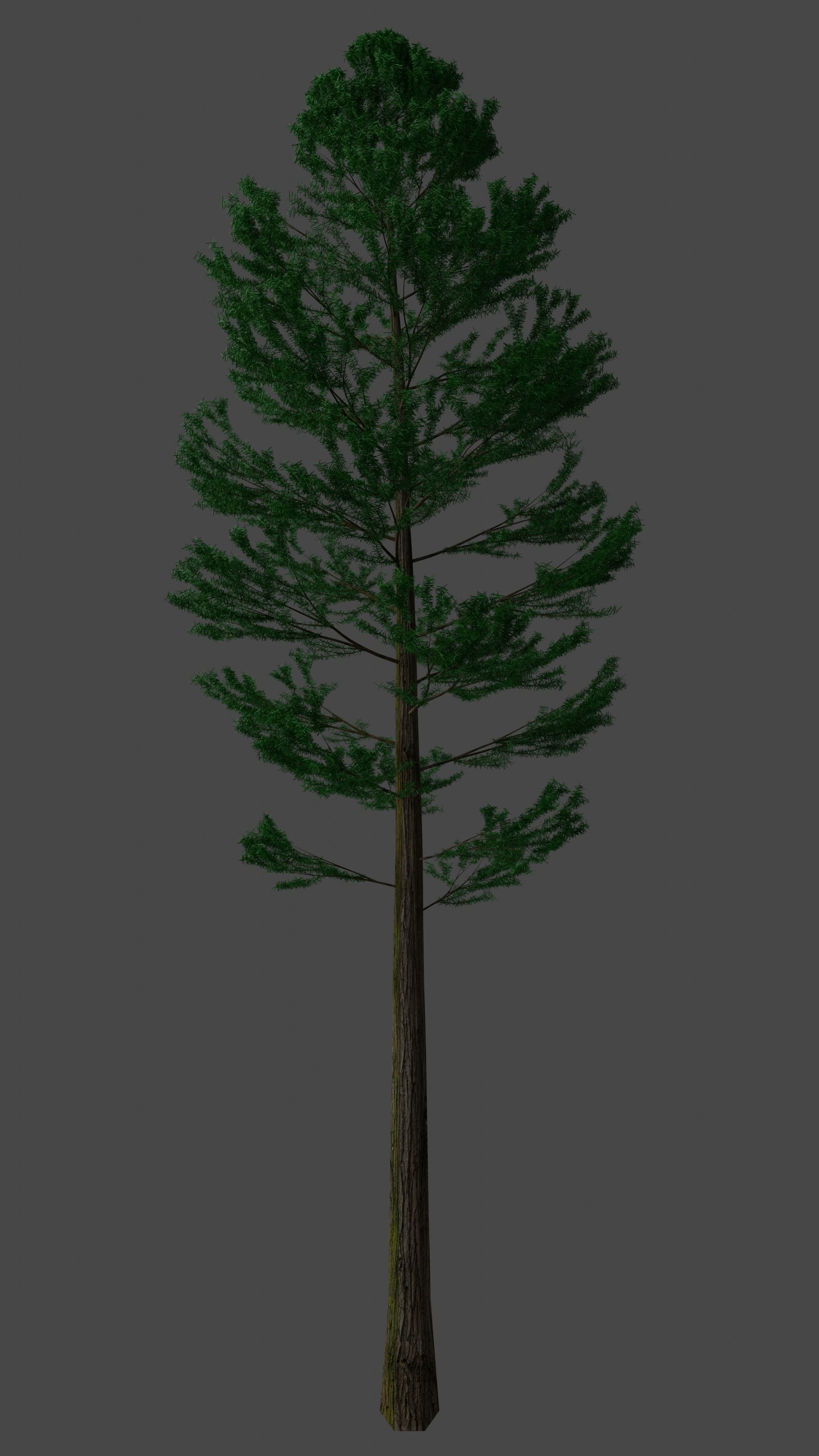 Pine Tree Free 3D model_1