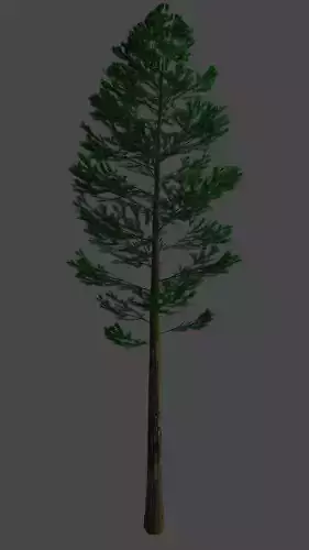 Pine Tree