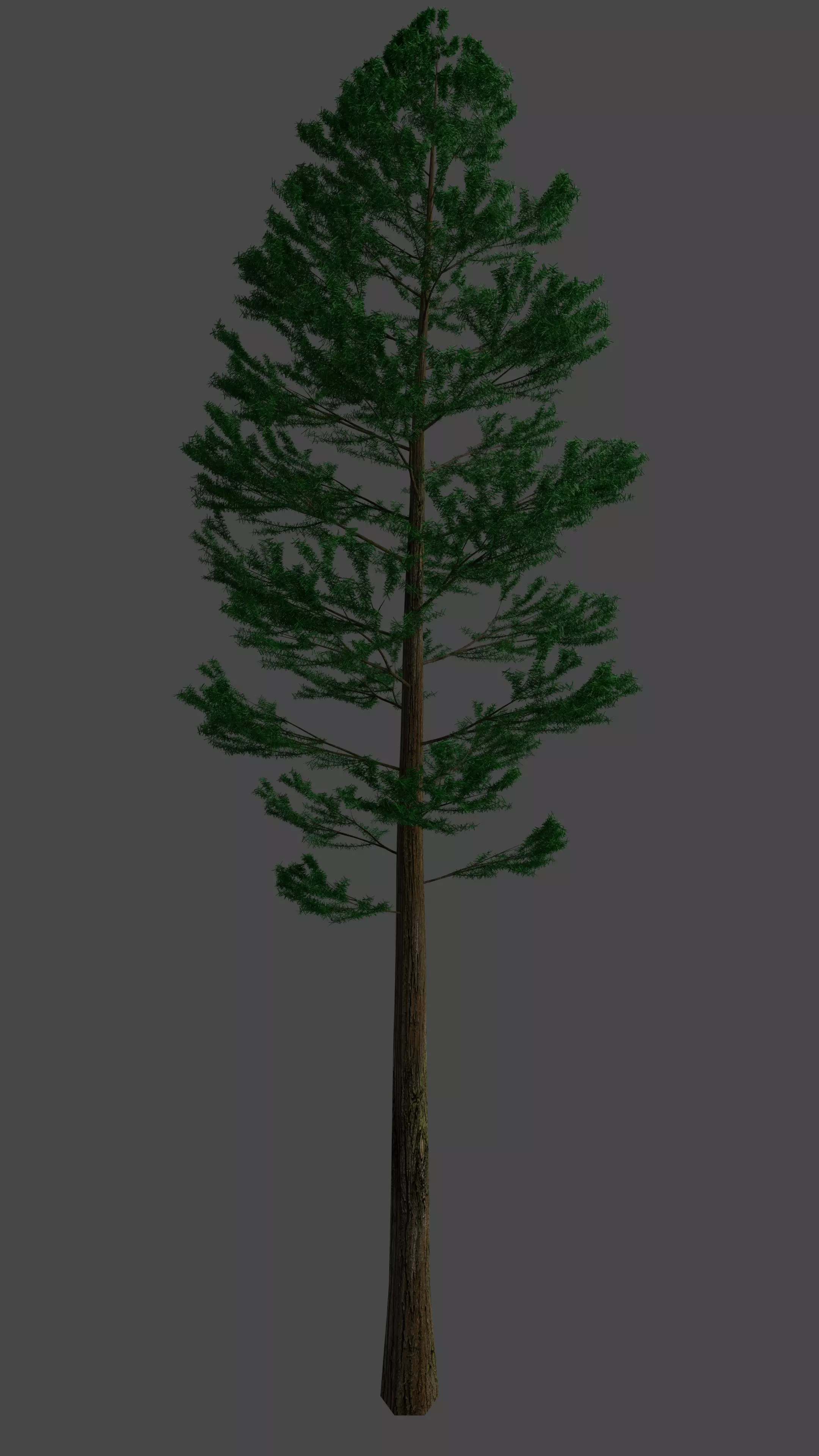 Pine Tree Free 3D model_0