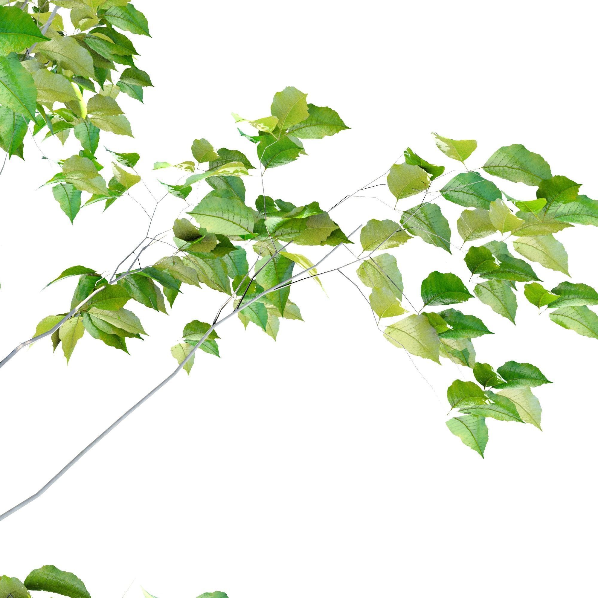 Japanese tree  Japanese Aodamo 3D model_1