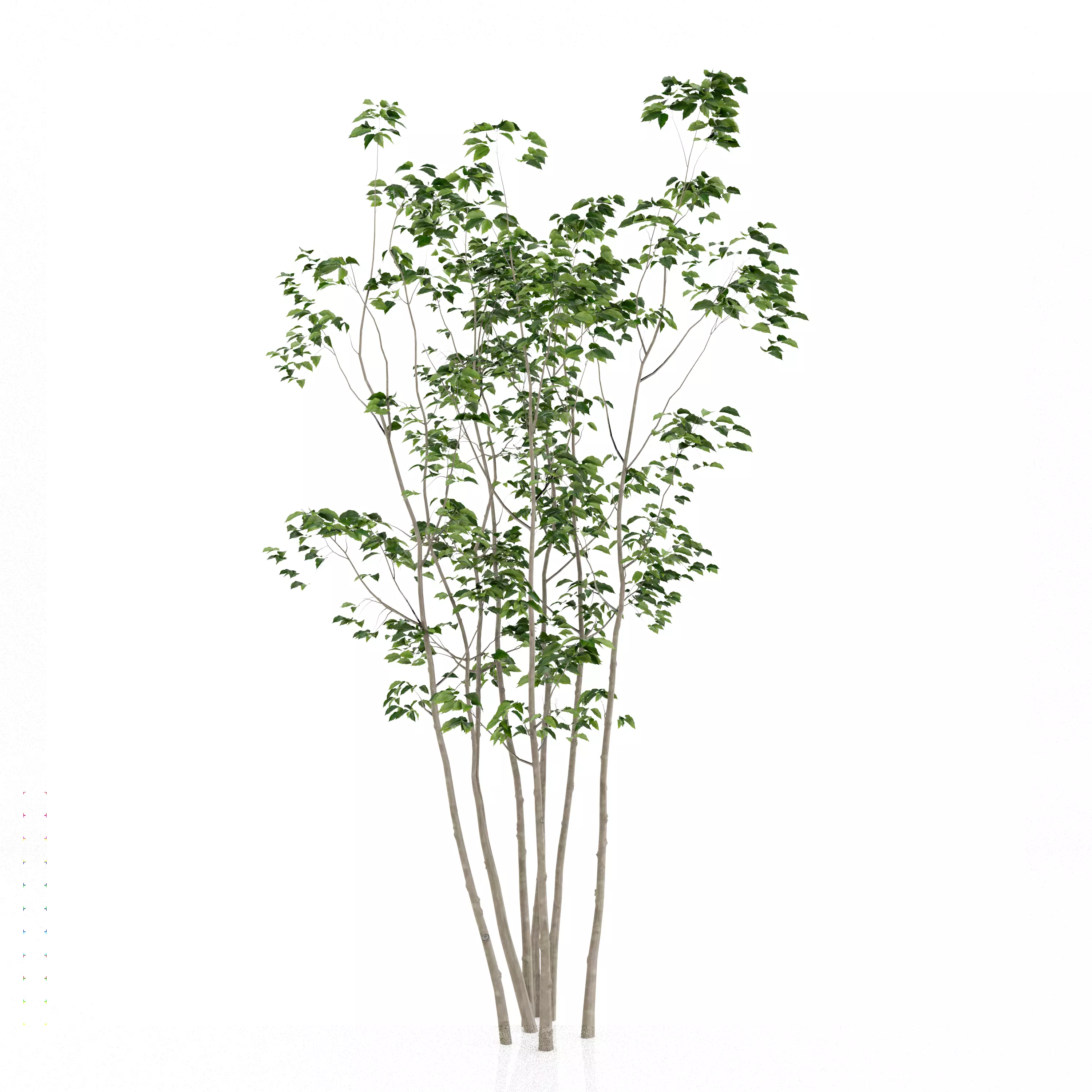 Japanese tree  Japanese Aodamo 3D model_0