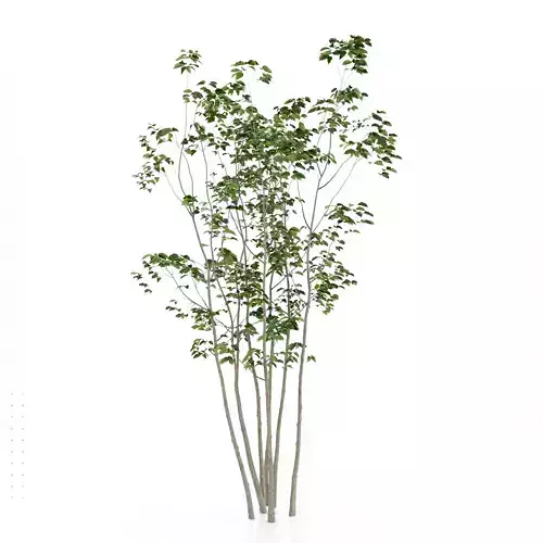 Japanese tree  Japanese Aodamo