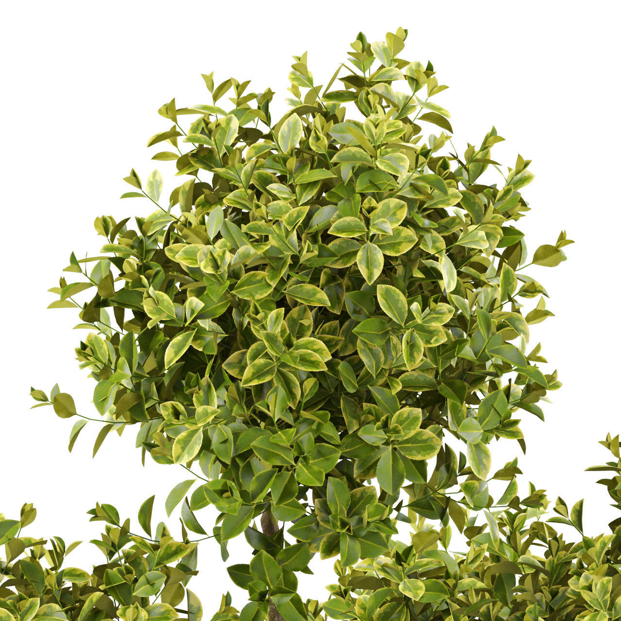 Plants collection 496 3D model_1