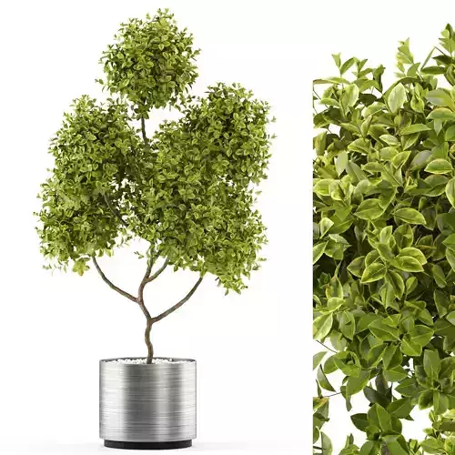 Plants collection 496 3D model