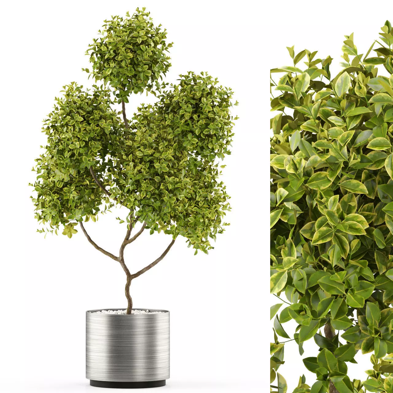 Plants collection 496 3D model_0