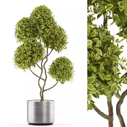 Plants collection 497 3D model