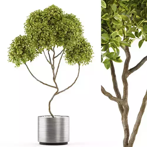 Plants collection 498 3D model