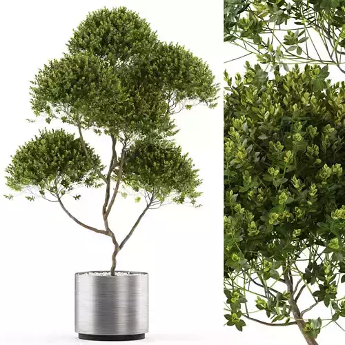 Plants collection 499 3D model