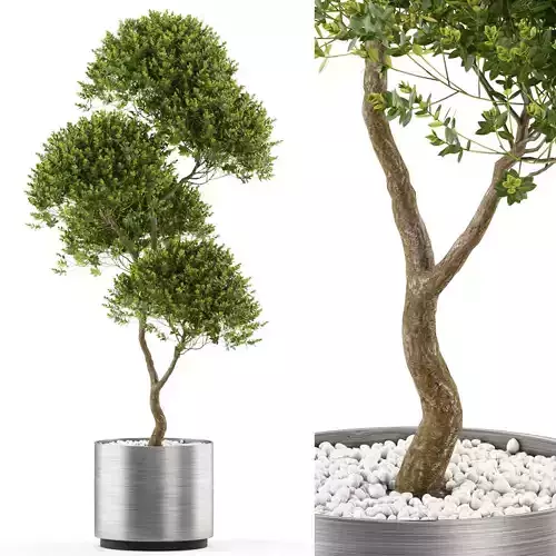 Plants collection 500 3D model
