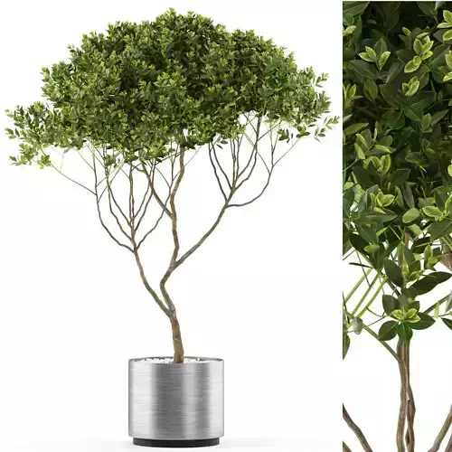 Plants collection 501 3D model