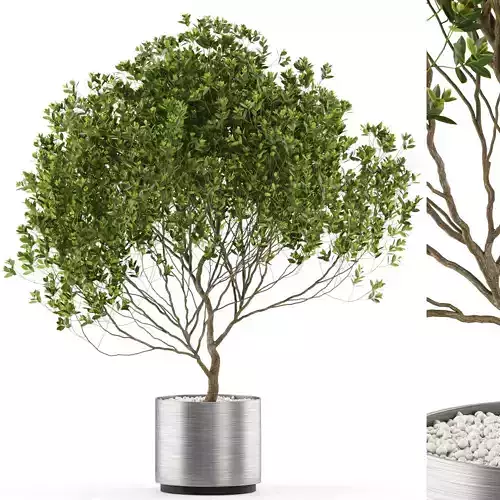 Plants collection 502 3D model