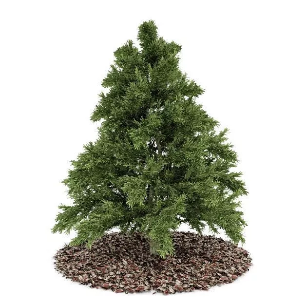Young Pine Tree 3D model