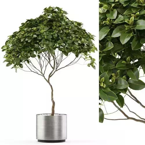 Plants collection 503 3D model
