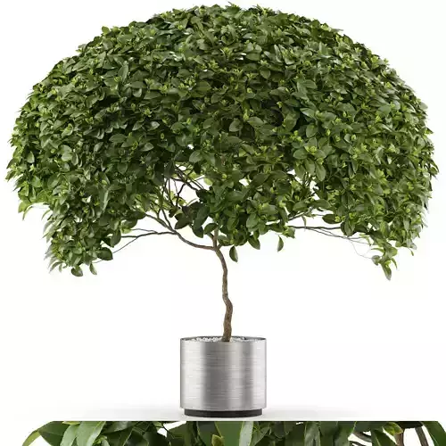 Plants collection 504 3D model