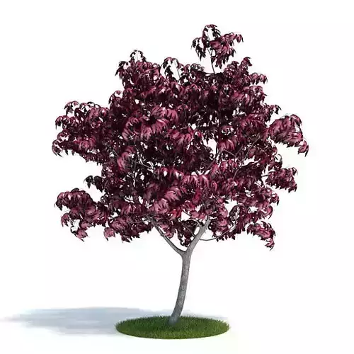 Rare Acer Japonicum Lovette Japanese Maple