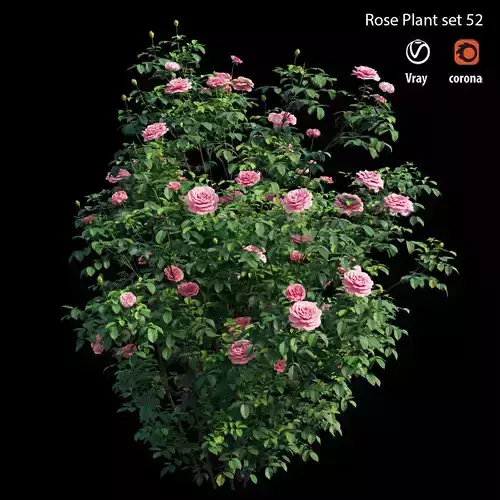 Rose plant set 52