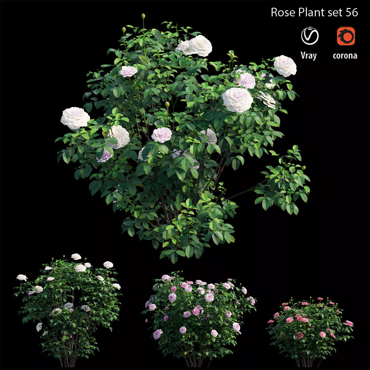 Rose plant set 56 3D model