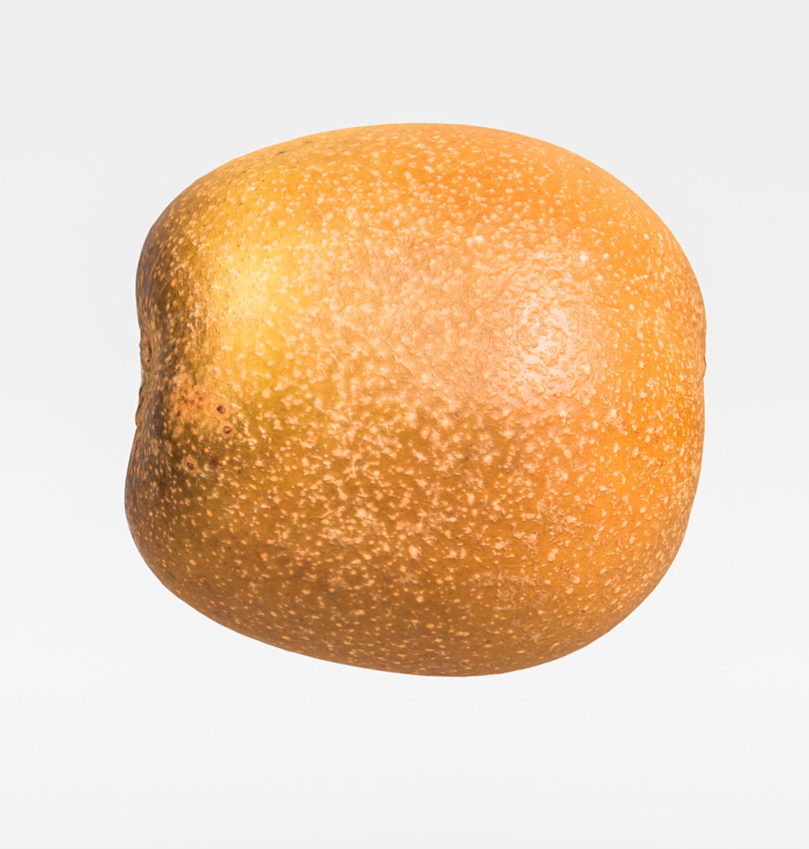Kiwi  3D model_7