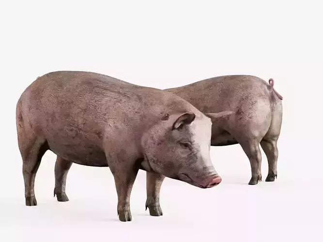 lowpoly pig
