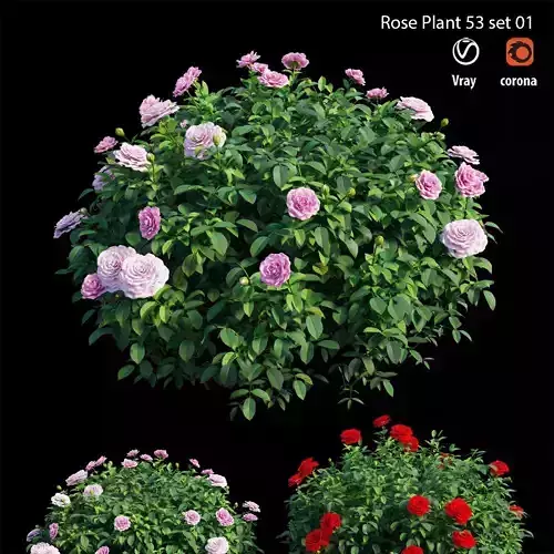 Rose plant set 53 set 01