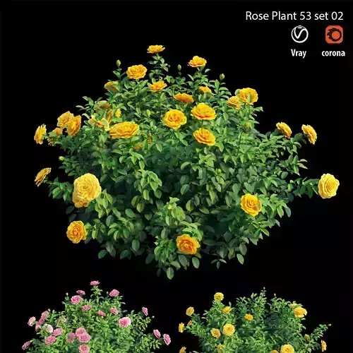 Rose plant set 53 set 02