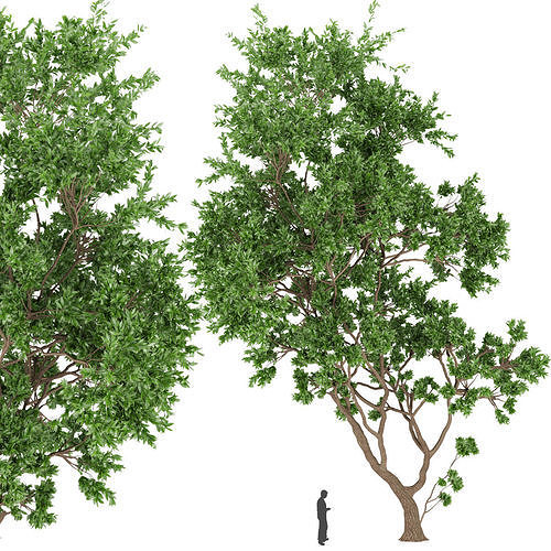 Collection plant vol 111 3D model